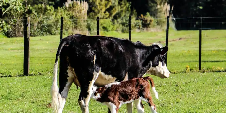 Krowa i jej cielaczek wypasające się na polu.