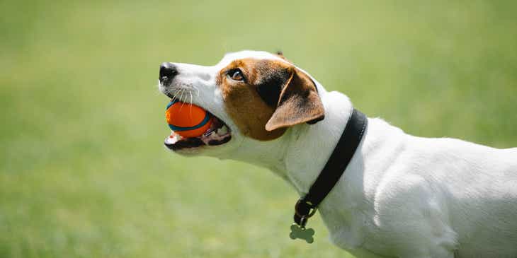 Szczeniak trzymający w pyszczku piłkę, grzecznie aportujący po przebyciu szkolenia psów.