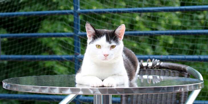 A cat lying on a table in the outdoor area of an animal business.