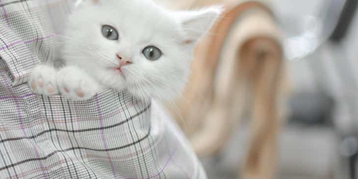 Ein Kätzchen versteckt sich in einer Hemdtasche und blickt charmant in die Kamera.