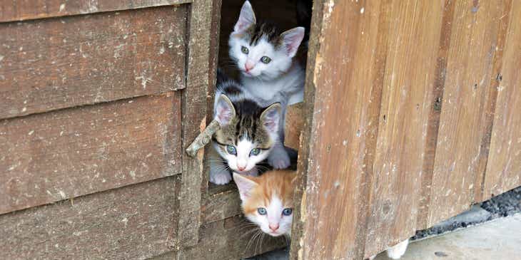 Um trio de gatinhos adoráveis olhando para fora de uma porta de madeira.