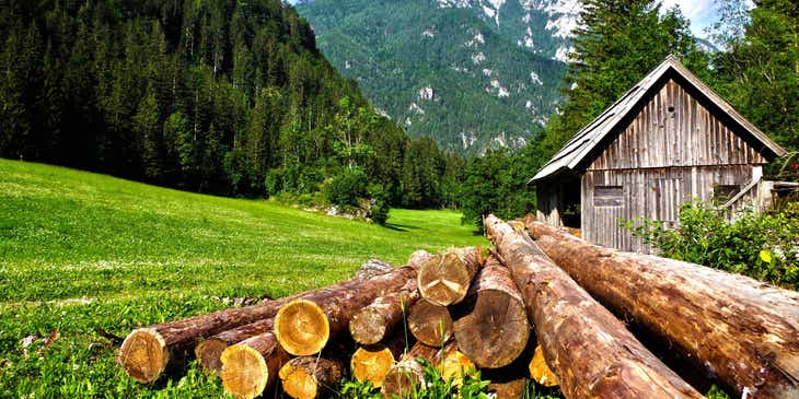A pile of freshly cut logs lying on a hillside.