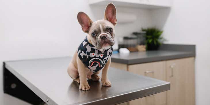 Un bulldog français prêt pour sa consultation sur la table d'un cabinet vétérinaire.