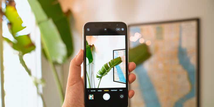 Eine Person fotografiert mit einem Mobiltelefon eine Pflanze in einem Zimmer.