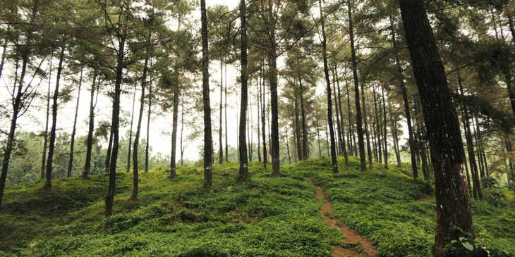 Un sentiero in un bosco pieno di alberi alti da percorrere durante un'attività all'aperto.