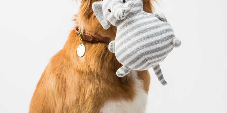 A dog holding a toy bought at a pet store.