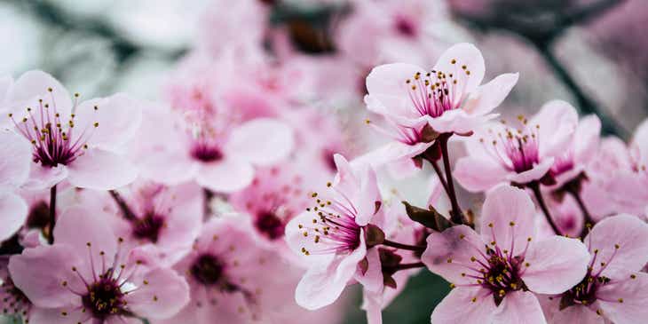 Pretty pink Japanese cherry blossoms.