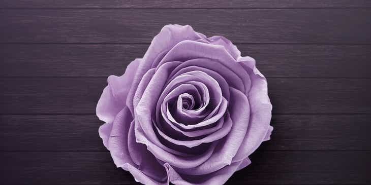 Lawendowa róża na fioletowej, drewnianej powierzchni.
