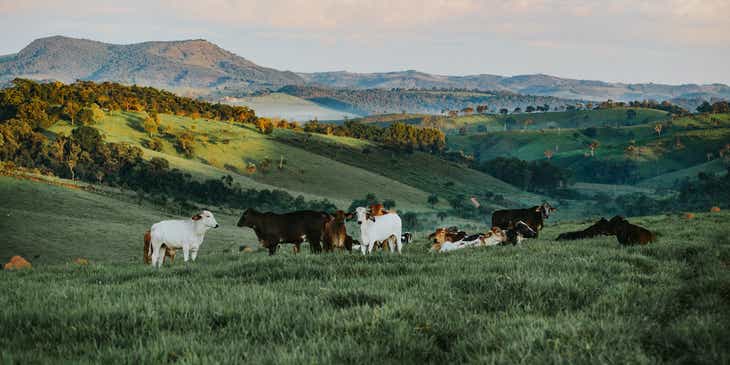 Sığırların dağlık arazide otladığı bir çiftlik manzarası.