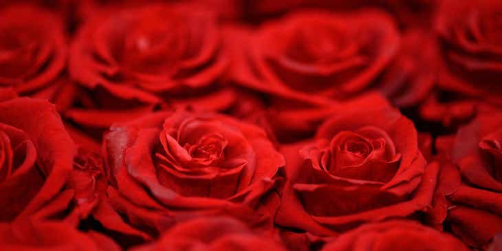 Kumpulan bunga mawar berwarna merah.