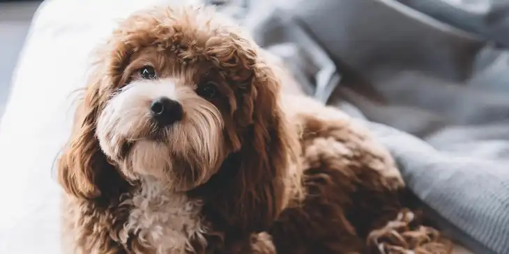 Un cucciolo di cane dallo sguardo sincero.