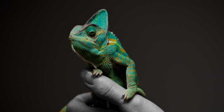 An adaptable chameleon sitting on a person's hand.