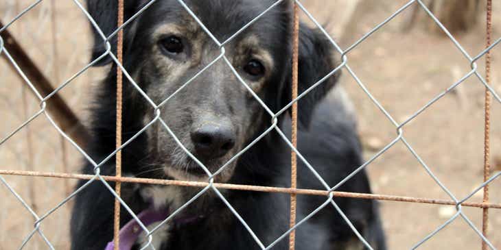 Seekor anjing tua berwarna hitam sedang menatap di balik pagar di sebuah shelter hewan.