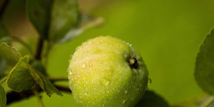 A green apple attached to a branch.