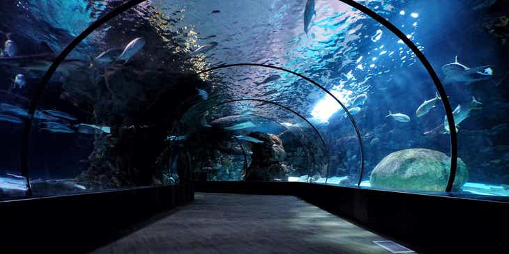 Een watertunnel die gemaakt is in een aquarium.