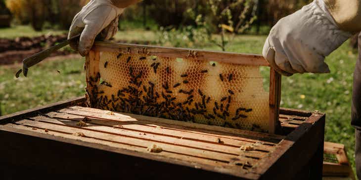 Un apicultor revisando colmenas en una granja apícola.