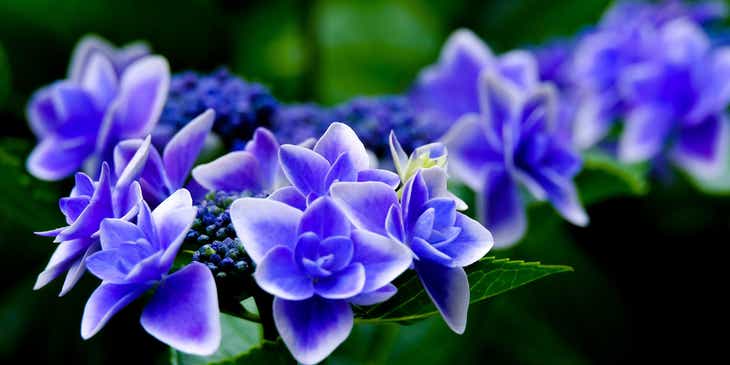 Tam çiçek açan güzel bir mavi ortanca çiçeği.