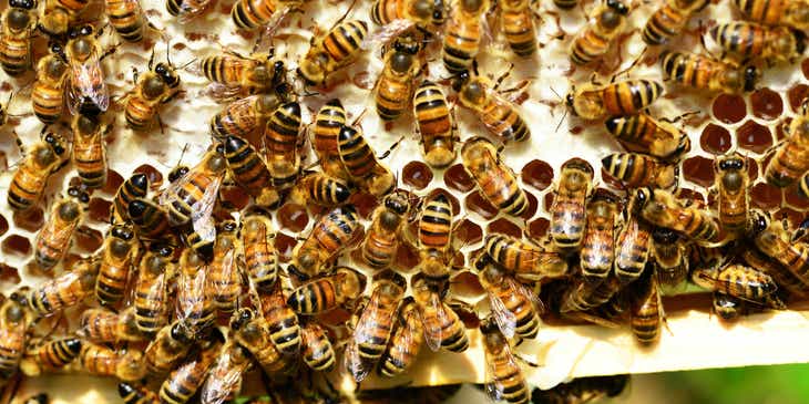 Bijen die rond een korf kruipen en honing maken.