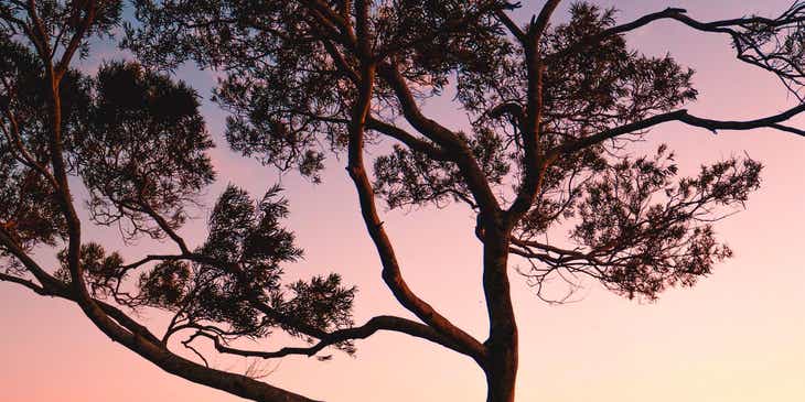 Ein farbenfroher Sonnenuntergang beleuchtet eine Person, die unter den Ästen eines Baum steht.