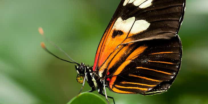 Una farfalla posata sopra una foglia.