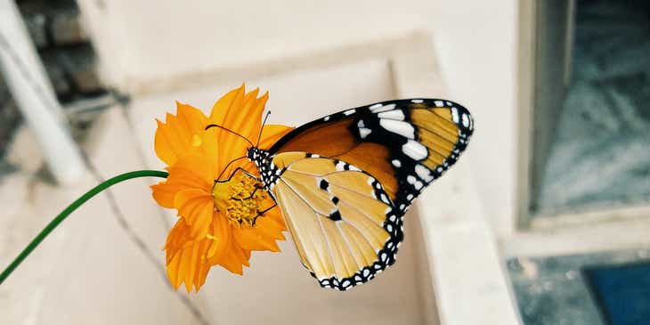 Motyl odpoczywający na pomarańczowym kwiatku.