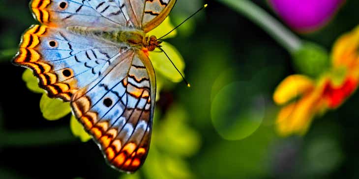 Doğada turuncu, siyah ve mavi bir kelebek.