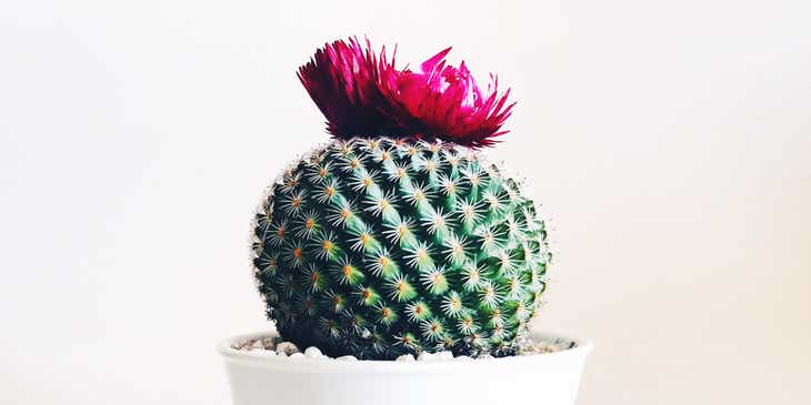 A spiky cactus topped with a pink flower in a white pot.