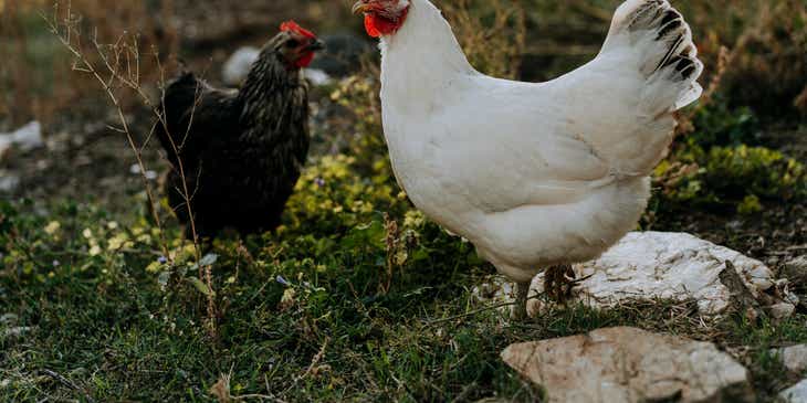 A black chicken and a white chicken facing each other.