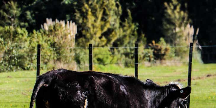 Uma vaca preta e branca com um bezerro em uma fazenda de leite.