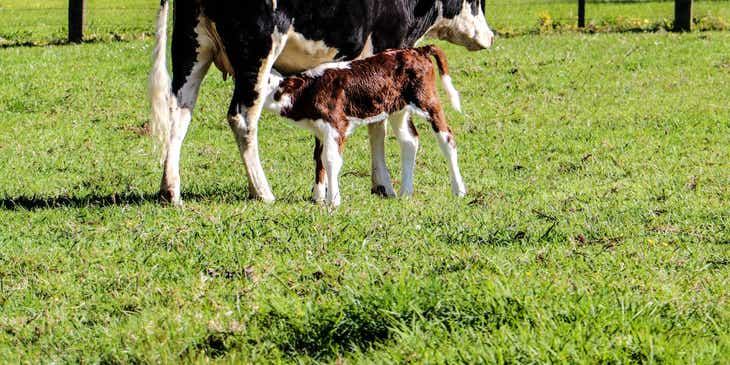 Seekor sapi hitam dan putih dengan bayinya di sebuah peternakan sapi perah.