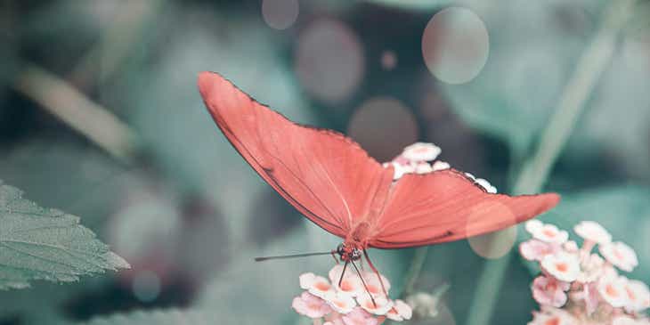 Ein zierlicher Schmetterling sitzt auf einer feinen Blüte und trinkt Nektar.