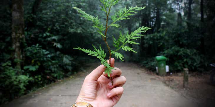 Eine Person, die sich für den Umweltschutz engagiert, steht auf einem Waldweg und hält eine Pflanze in der Hand.