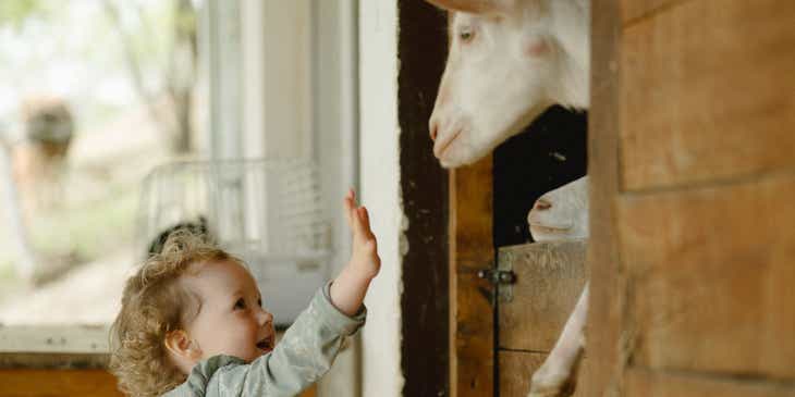 Bir çiftlikte keçilerle oynayan küçük bir çocuk.