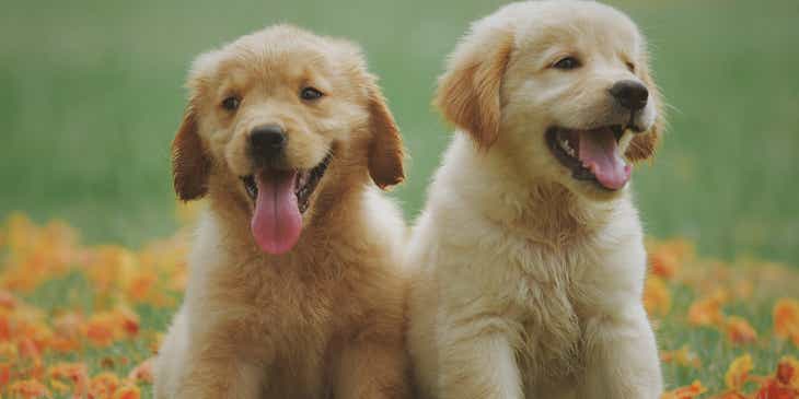Bir çiçek tarhında oturan sağlığa faydalı beslenen iki köpek yavrusu.