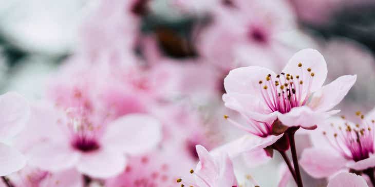 Eine Nahaufnahme von zierlichen rosa Blüten.