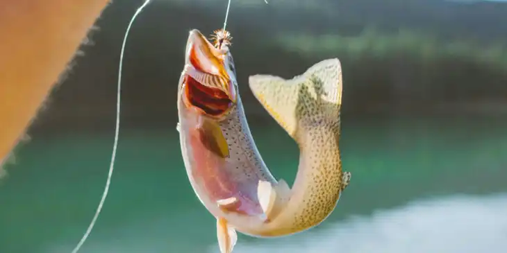 Um peixe sendo fisgado.