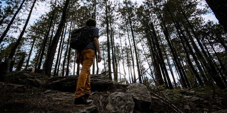 Ein Wanderer inspiziert ein Waldstück mit hohen Nadelbäumen.