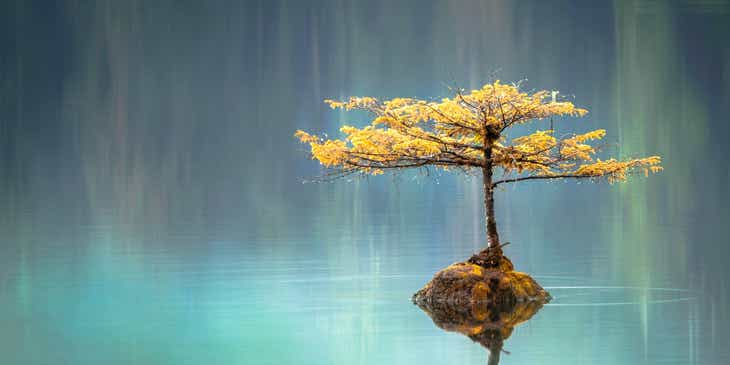 Een harmonieus uitziende boom gereflecteerd in een spiegelglad wateroppervlak.