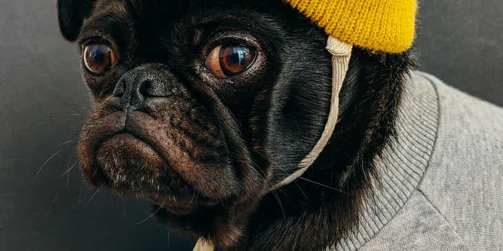 A pug wearing a yellow hipster beanie.