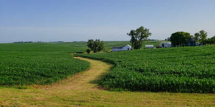 Cornfields in Iowa.