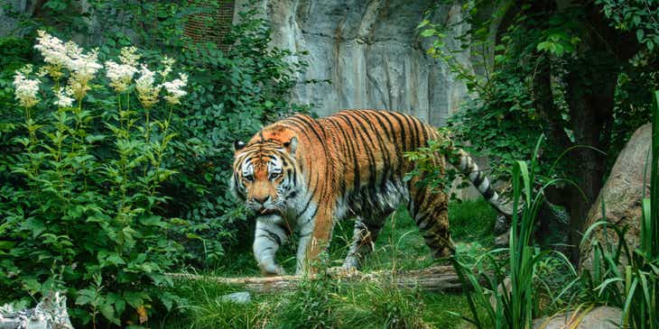 Una tigre dall'aspetto istintivo che segue la sua preda.