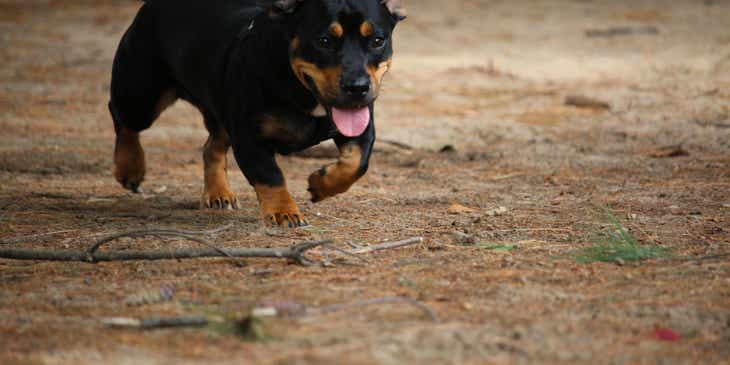 Un cucciolo di cane che corre libero nel cortile di un canile.
