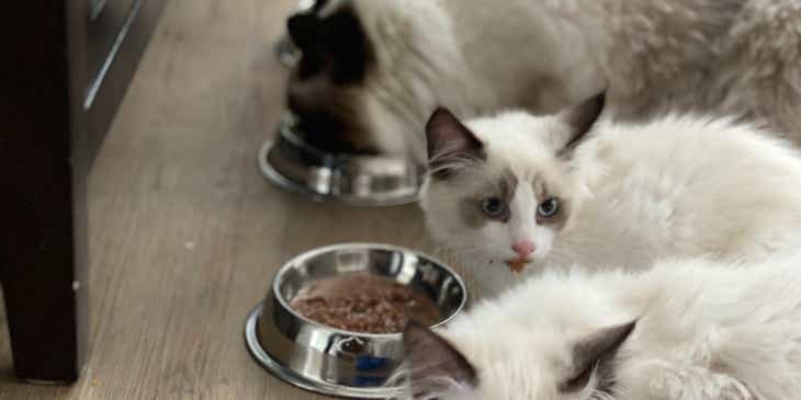 Beberapa kucing menggemaskan sedang memakan pet food.