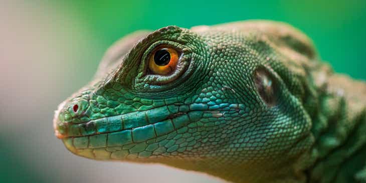 El rostro de un reptil en un logo con animales exóticos.