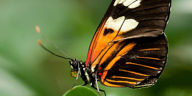 Una mariposa sentada sobre una hoja en un logo de mariposas.