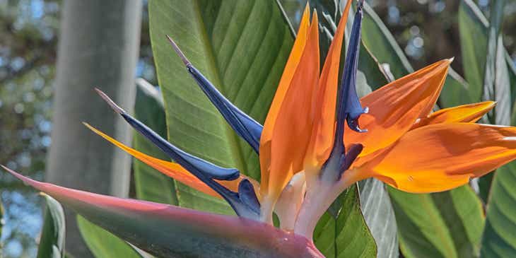 Una flor de la planta “ave del paraíso” en un logo fascinante.