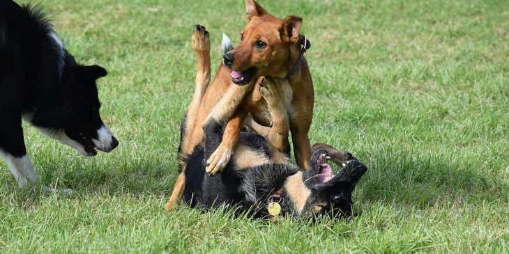 Perros jugando juntos en una guardería para perros.