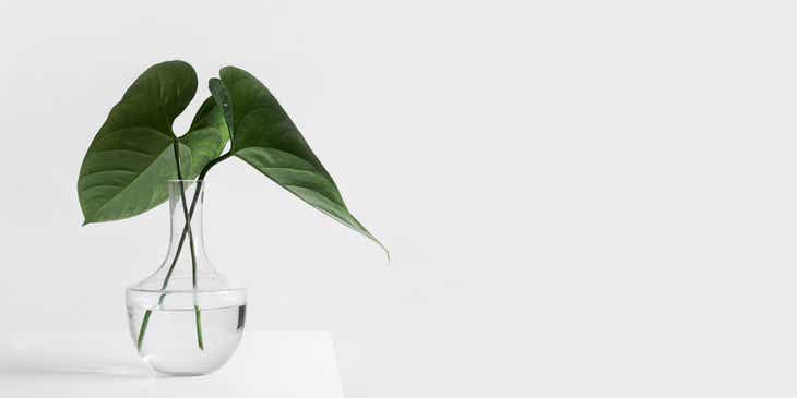 Eine schlichte Grünpflanze in einer minimalistischen, mit Wasser gefüllten Vase aus Glas auf einer weißen Oberfläche kreiert einen modernen Gesamteindruck.