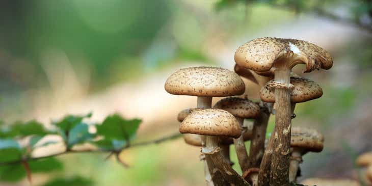 Un primer plano de hongos que crecen en un montículo cubierto de musgo en un logo con hongos.