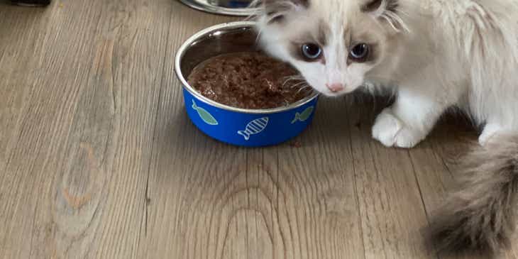 Adorable cats eating pet food from bowls.